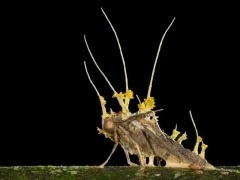 Cordyceps fungi in a moth, Borneo.