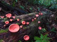 Cup fungi in Borneo.