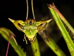 Dragon mantis in Borneo.