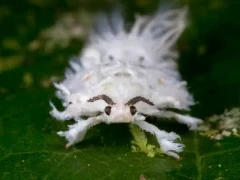 Flatid planthopper nymph in Borneo.
