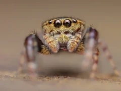 Jumping spider in the Kinabatangan River, Borneo.