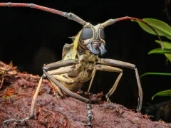 Longhorn beetle in Borneo.
