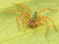 Lynx spider in the Danum Valley, Borneo.