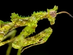 Moss mantis in Borneo.