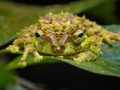 Mossy tree frog in Borneo.