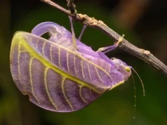 Purple morph leaf-legged katydid in Borneo.