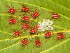 'Safety in numbers'.