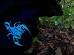 Black forest scorpion under UV light, in Borneo.