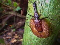 Violin beetle in Borneo.