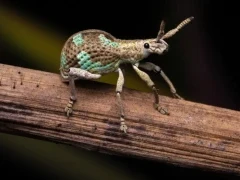 Weevil beetle in Borneo.