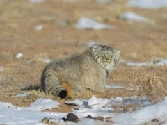 Pallas's cat in Mongolia.