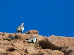 Altai snowcocks in Mongolia.