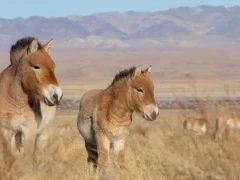 Przewalksi's horse in Mongolia.