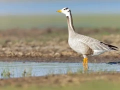 A bar-headed goose in Mongolia.