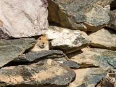A ground squirrel in Mongolia.