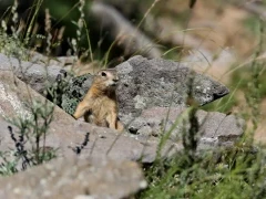 A ground squirrel in Mongolia.