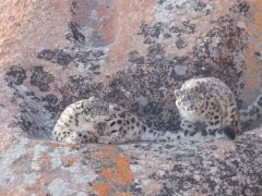 A pair of snow leopards in Mongolia.