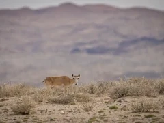 A saiga in Mongolia.