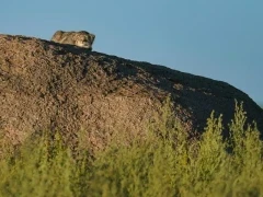 Pallas's cat in Mongolia.