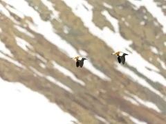 Two ruddy shelduck in flight, in Mongolia.