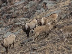 Group of Siberian ibex, in Mongolia.