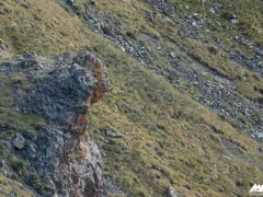 Snow leopard camouflaged against in the Mongolian landscape.