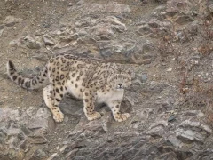 A snow leopard in Mongolia.
