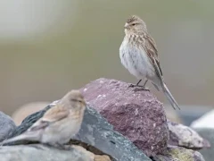 A twite on a rock, in Mongolia.
