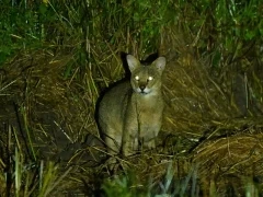 Jungle cat in Sri Lanka.