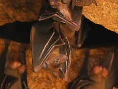 Leschenault's rousette in Sri Lanka.