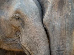 Asian elephants in Sri Lanka.