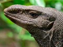 Bengal monitor lizard in Sri Lanka.