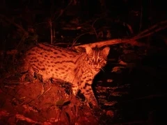 Fishing cat in Sri Lanka.