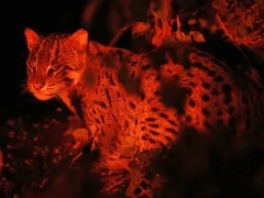 Fishing cat in Sri Lanka.