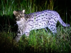 Fishing cat in Sri Lanka.