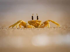 Ghost crab on a beach in Sri Lanka.