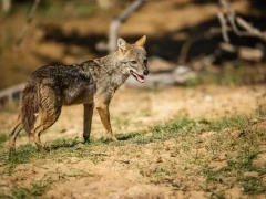 Golden jackal in Sri Lanka.