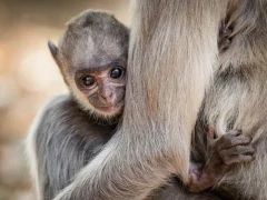 A grey langur baby in Sri Lanka.