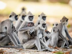 A grey langur troop in Sri Lanka.