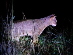 Jungle cat in Sri Lanka.