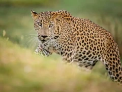 Leopard in Sri Lanka.