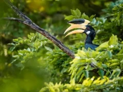 A Malabar pied hornbill in a tree, in Sri Lanka