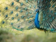 Peacock putting on a display in Sri Lanka.