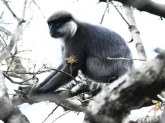 Purple-faced leaf monkey in Sri Lanka.