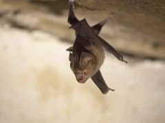 Schneider's leaf-nosed bat in Sri Lanka.