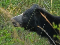 Sloth bear in Sri Lanka.