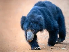 Sloth bear in Sri Lanka.