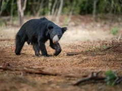 A sloth bear walking in Sri Lanka.