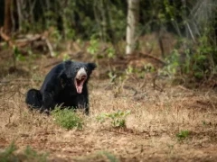 Sloth bear in Sri Lanka.