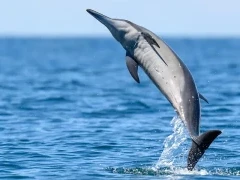 Spinner dolphin in Sri Lanka.